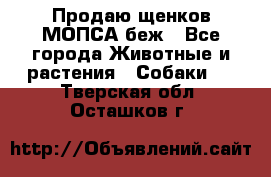 Продаю щенков МОПСА беж - Все города Животные и растения » Собаки   . Тверская обл.,Осташков г.